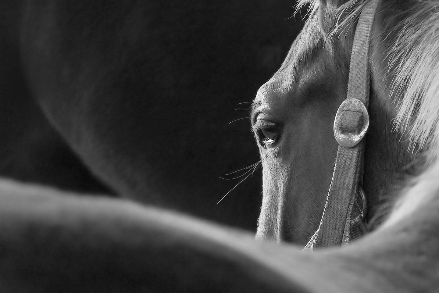 Trinity Consultants Horse Experts