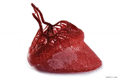 Three-dimensional illustration of blood vessels within a horse hoof