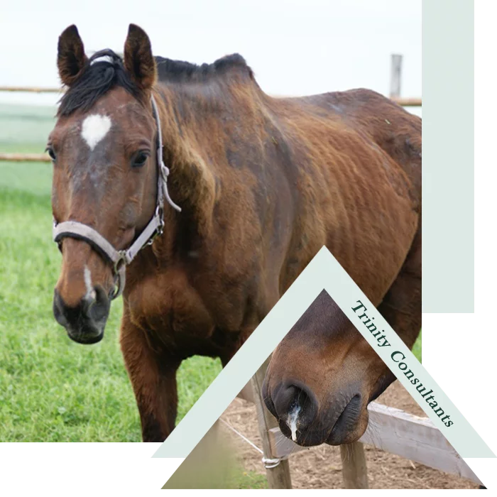 Horse with respiratory difficulty alongside an illustration of equine airways