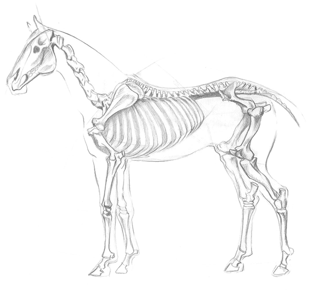 horse-anatomy-mobile